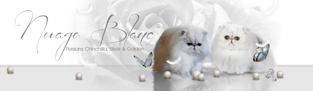 banner-nuage-blanc